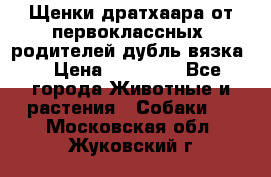 Щенки дратхаара от первоклассных  родителей(дубль вязка) › Цена ­ 22 000 - Все города Животные и растения » Собаки   . Московская обл.,Жуковский г.